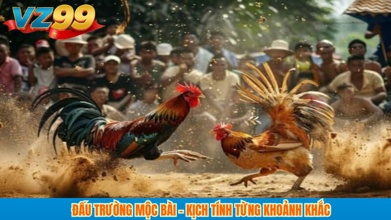 Đấu trường Mộc Bài – Kịch tính từng khoảnh khắc