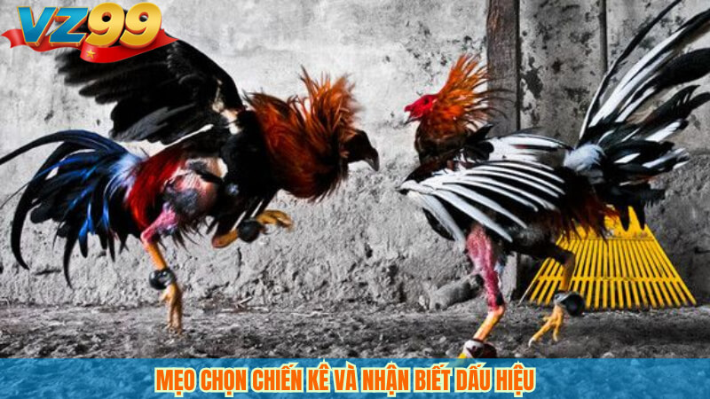 Mẹo chọn chiến kê và nhận biết dấu hiệu